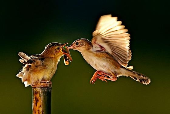 杀生的七大禁忌,这7种情况不能杀生