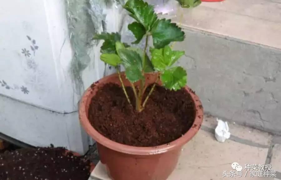 家庭怎样种植草莓施肥最好,买的草莓籽种植方法全过程小视频