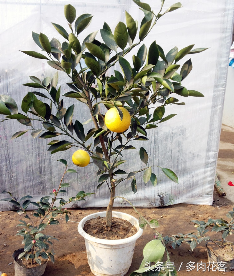 如何种植橙子从种子开始种,在家就能做到橙子果汁