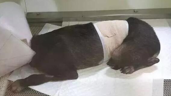 狗狗误食酵母急救法,狗狗误吞猪棒骨头几天过危险期