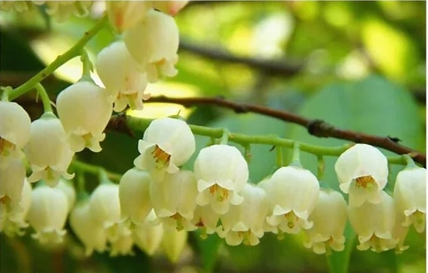 大自然的恩赐野生黑枸杞,大自然的恩赐野果