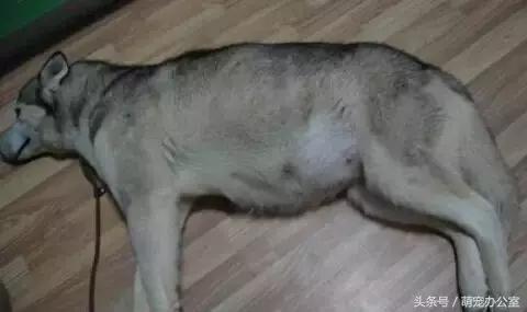 怀孕期的狗狗一定要注意，否则后果不堪设想！