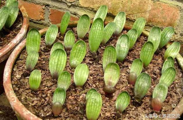 从网上买回来的君子兰种子怎么种,君子兰种子直接种上能活吗