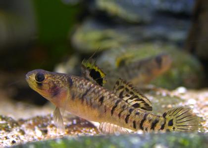 常见原生缸鱼,广西常见原生鱼