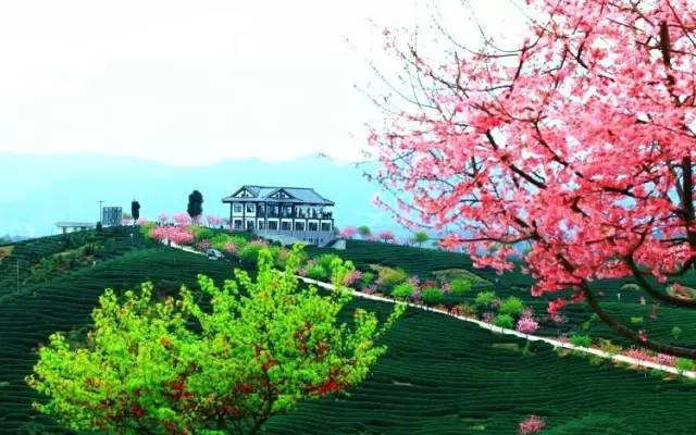 漳平茶山樱花,漳平樱花园景点