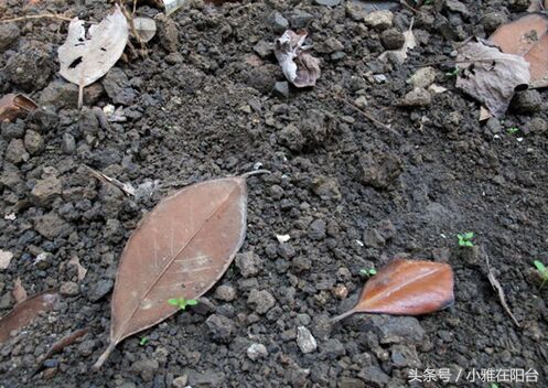 营养土可以种花吗怎么配制,想种花但是没有花盆怎么办