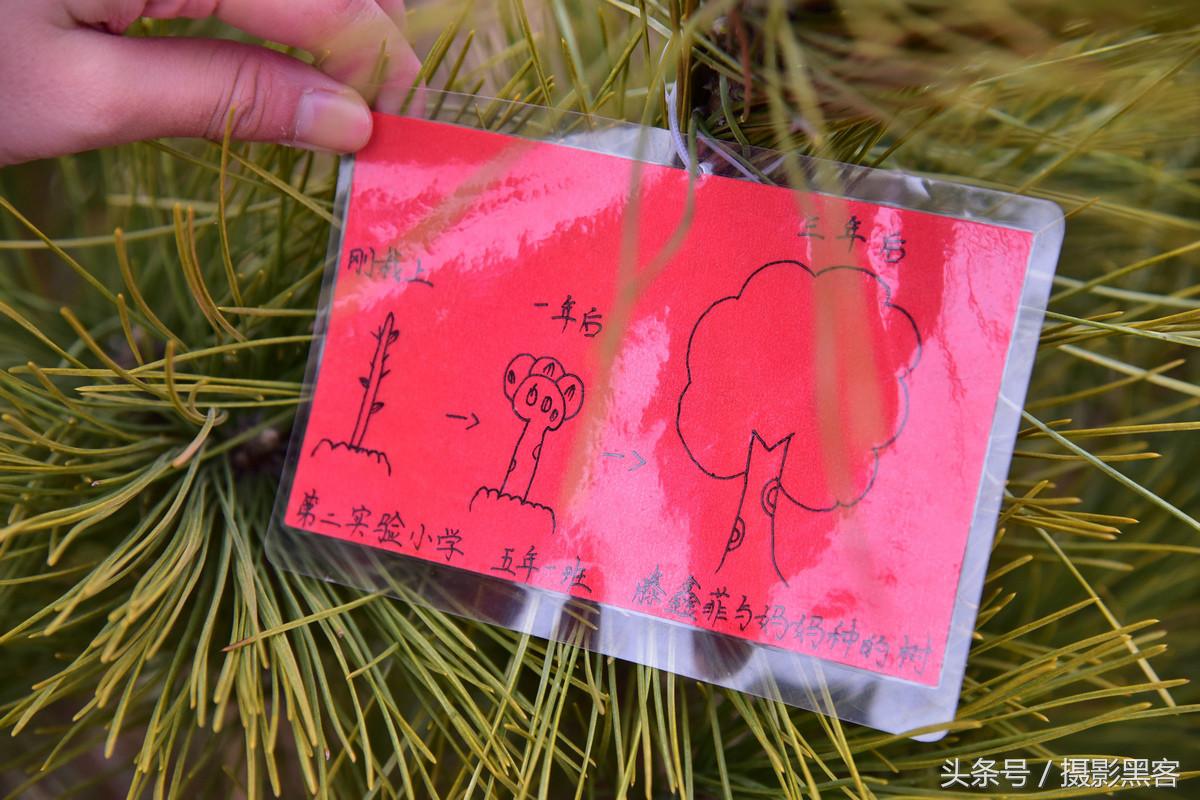 义务植树与创建森林城市,共建文明城市小学生