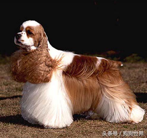 可爱呆萌狗狗资料,狗狗15种寄生虫病详细资料图