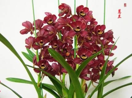 云南最贵的兰花品种有几种,云南兰花名贵品种图片介绍