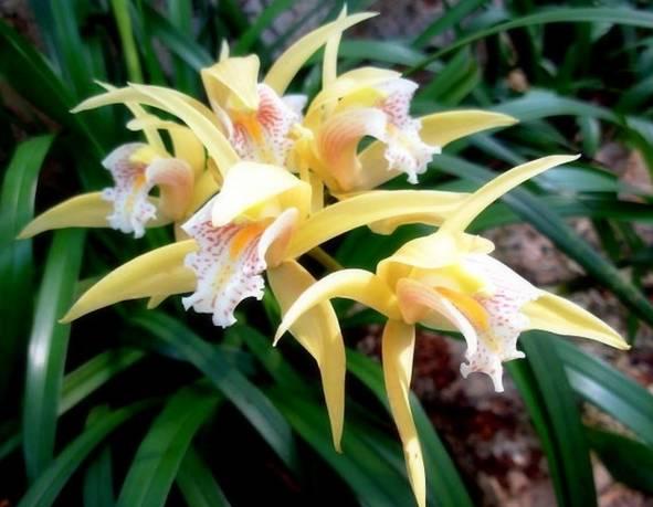 云南兰花名贵品种图片介绍,云南兰花老品种有哪些图片