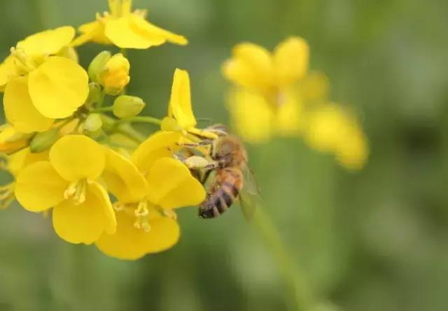 用VR看花海是种怎样的体验？这周就去免费看~