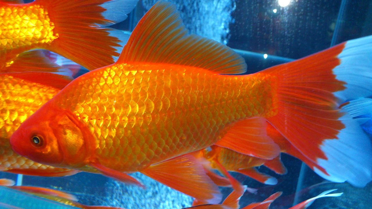 最好养的五种金鱼品种有哪些,金鱼什么品种又大又好看又养不死