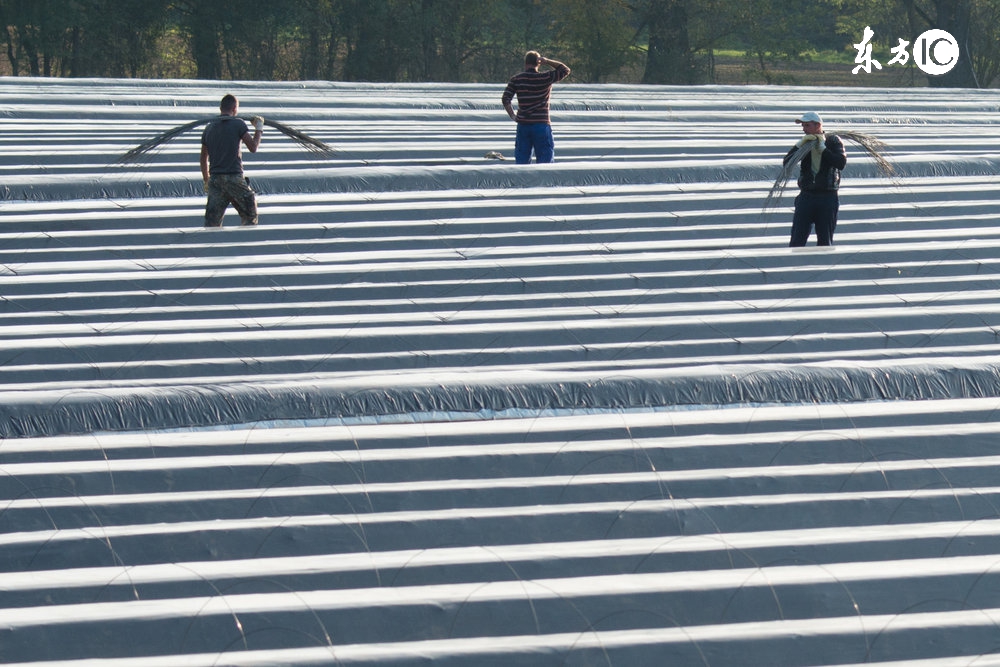 农村土地流转后还有粮补吗,土地流转以后大龄农民靠什么生活