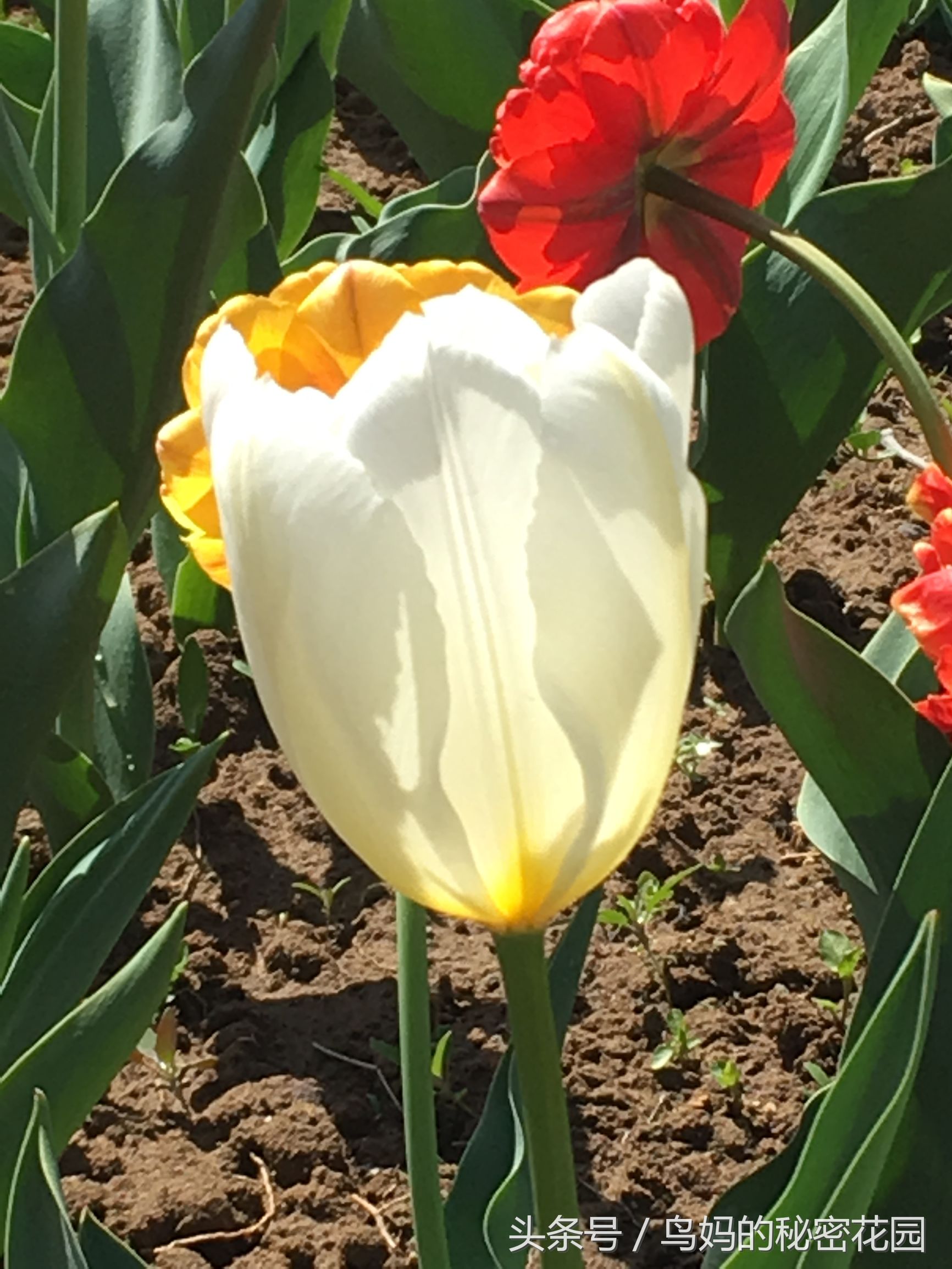 郁金香土培开了花还能复花吗,哪些郁金香花可以复花种植