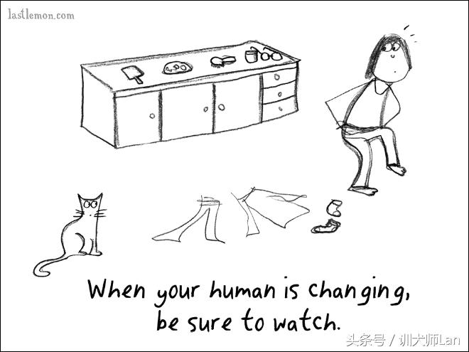 模拟猫咪攻略,驯服猫咪攻略