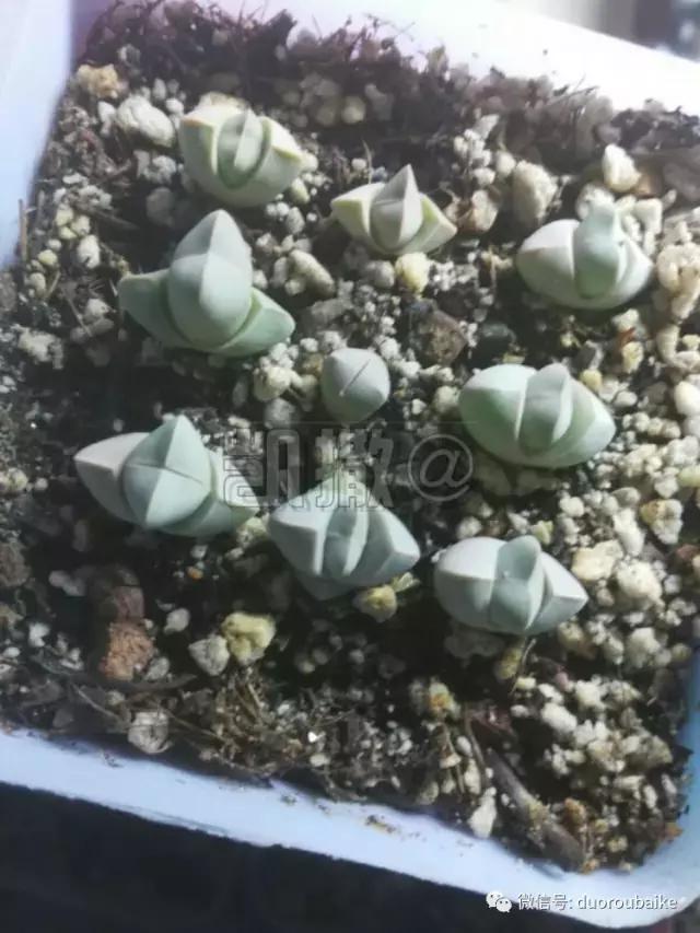 花能解语还多事的读音,一年生石花养护