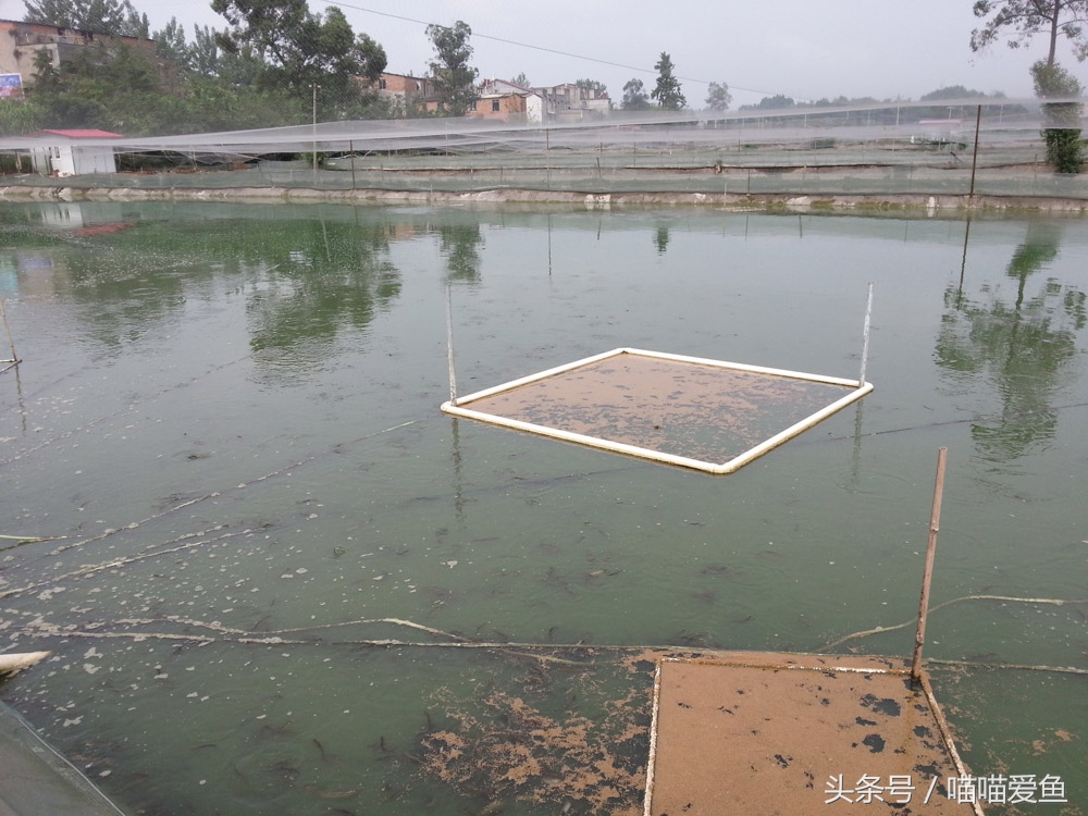 泥鳅价格贵是什么原因,现在泥鳅价格是多少一斤
