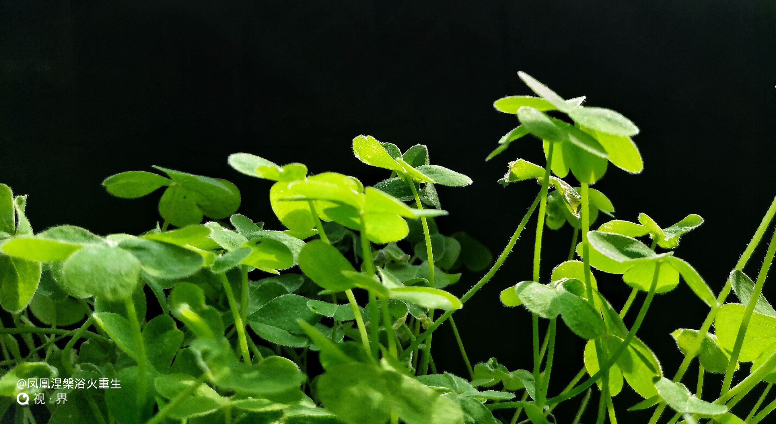 努比亚拍照和华为拍照,努比亚手机拍照最好的是哪一款