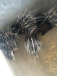 保山豪猪养殖技术,豪猪养殖有前途吗