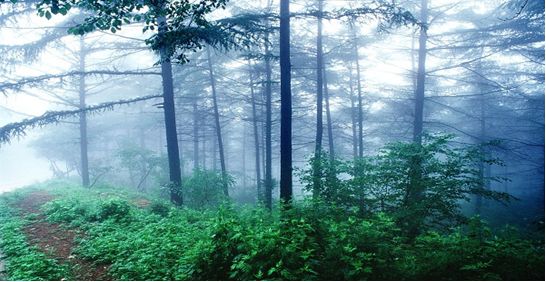 硅藻泥真的这么好吗,硅藻泥的真实缺点
