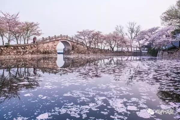择一片花海，定三生情缘