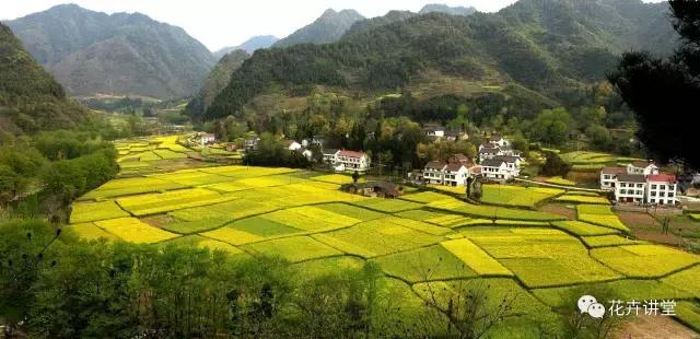 择一片花海，定三生情缘