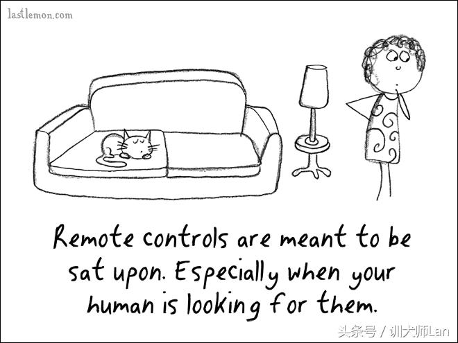 模拟猫咪攻略,驯服猫咪攻略