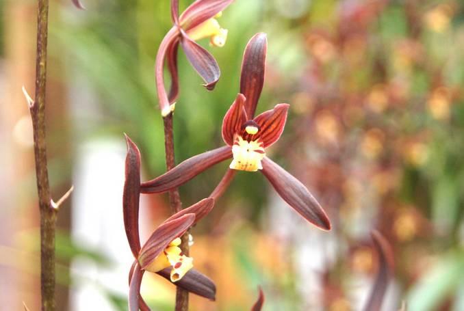 云南兰花名贵品种图片介绍,云南兰花老品种有哪些图片