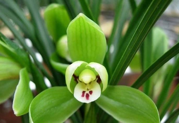 云南最贵的兰花品种有几种,云南兰花名贵品种图片介绍