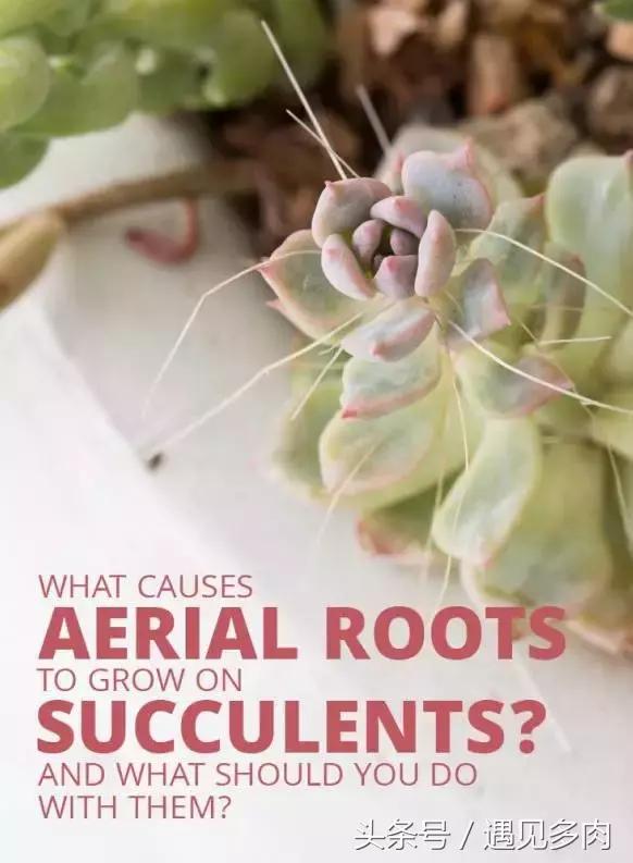多肉植物贝瑞长了气根,多肉植物长气根怎么办