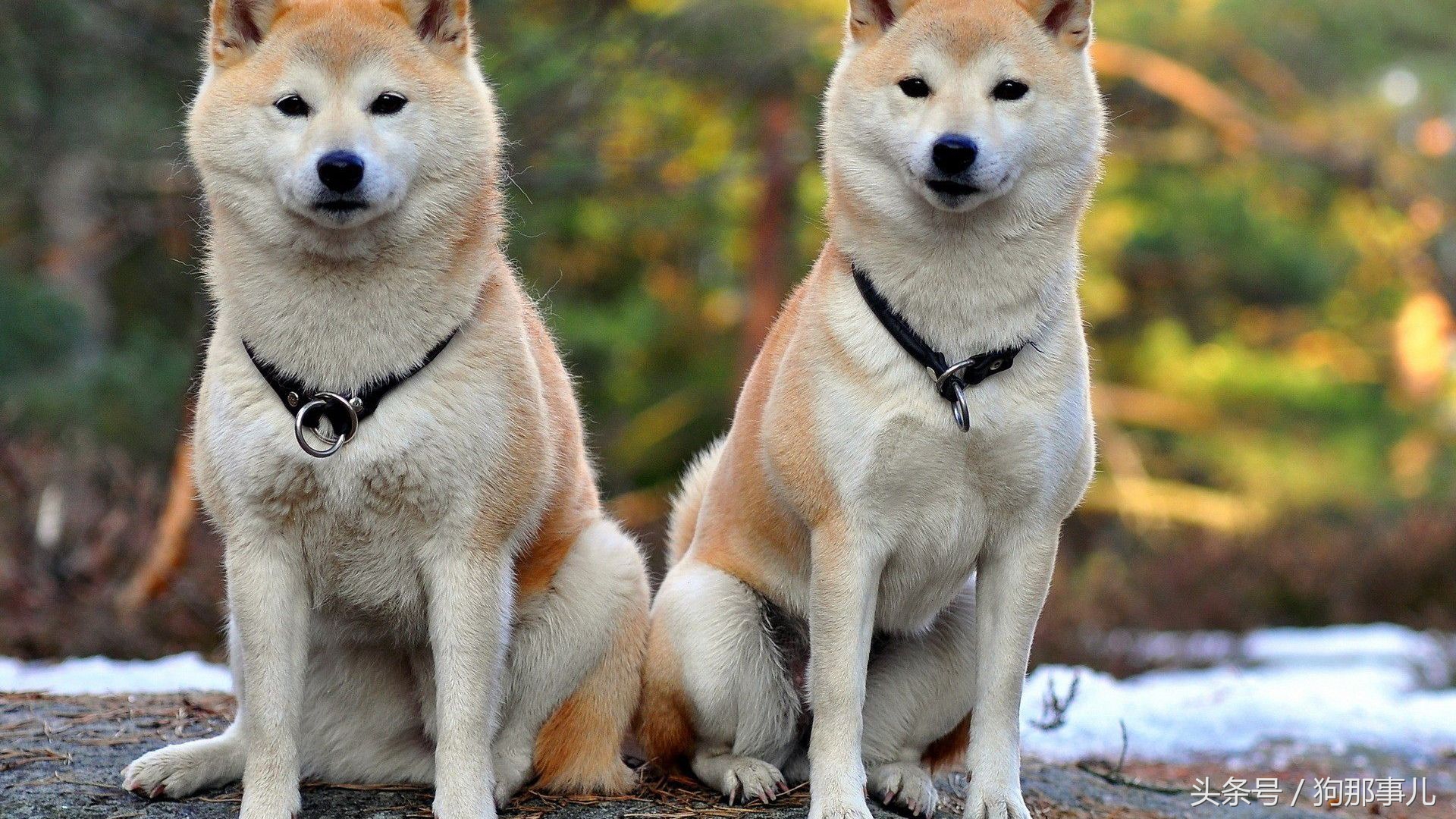 世界上最贵的三种狗狗是哪些,世界上最贵的十种宠物狗