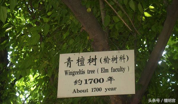 百家谈紫檀,绿檀金丝檀黑檀各有什么优缺点