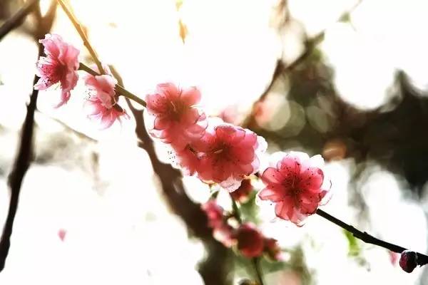 涓夌敓涓変笘鍗侀噷妗冭姳鐧芥祬,涓夌敓涓変笘鍗侀噷妗冭姳灏戣緵