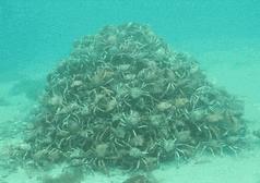 密集恐惧症不小心看到了怎么办,密集恐惧症的最可怕瞬间