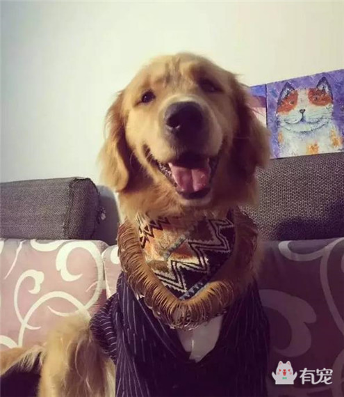 大金毛过生日被美女左拥右抱,铲屎的你可以关灯了!