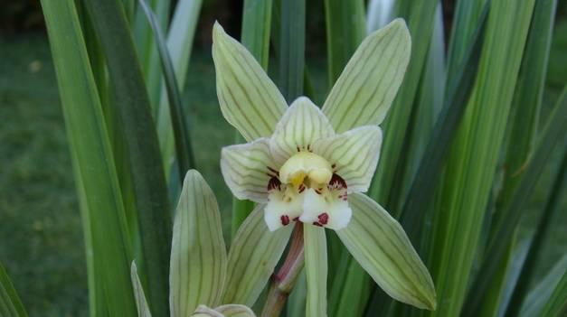 云南兰花名贵品种图片介绍,云南兰花老品种有哪些图片