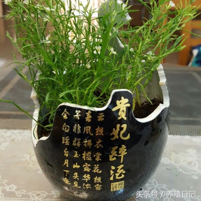 用酒瓶子做花盆图片大全,自制酒瓶花盆图片大全