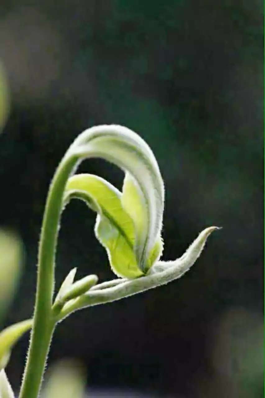 凤凰茶在中国的排名,凤凰茶十大香型94个品种