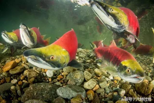 加拿大bc省鲟龙鱼,加拿大bc省鳕鱼