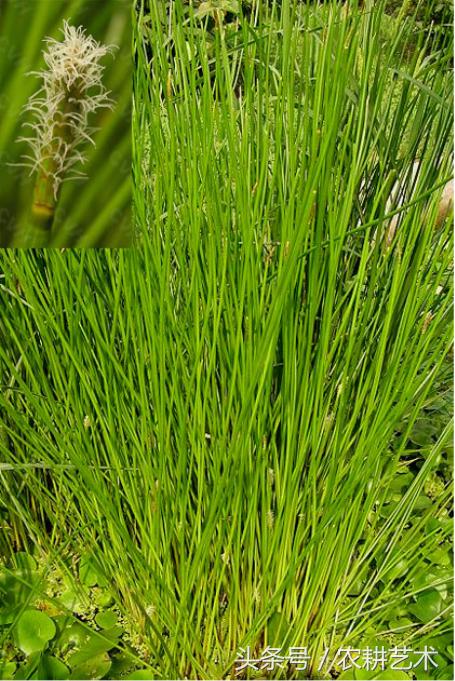 农村中草药图片大全之痔疮用药