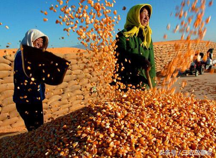 农民卖玉米收粮贩子有什么猫腻,农民卖玉米处理过程注意什么