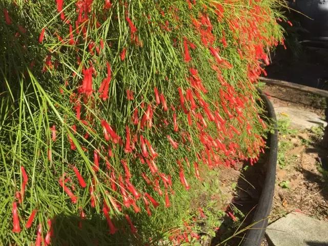 夏威夷毛伊岛旅行记 (毛伊岛旅游必做的100件事)