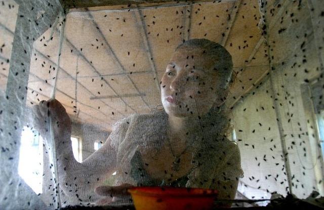 养苍蝇挣钱,养苍蝇到底赚不赚钱