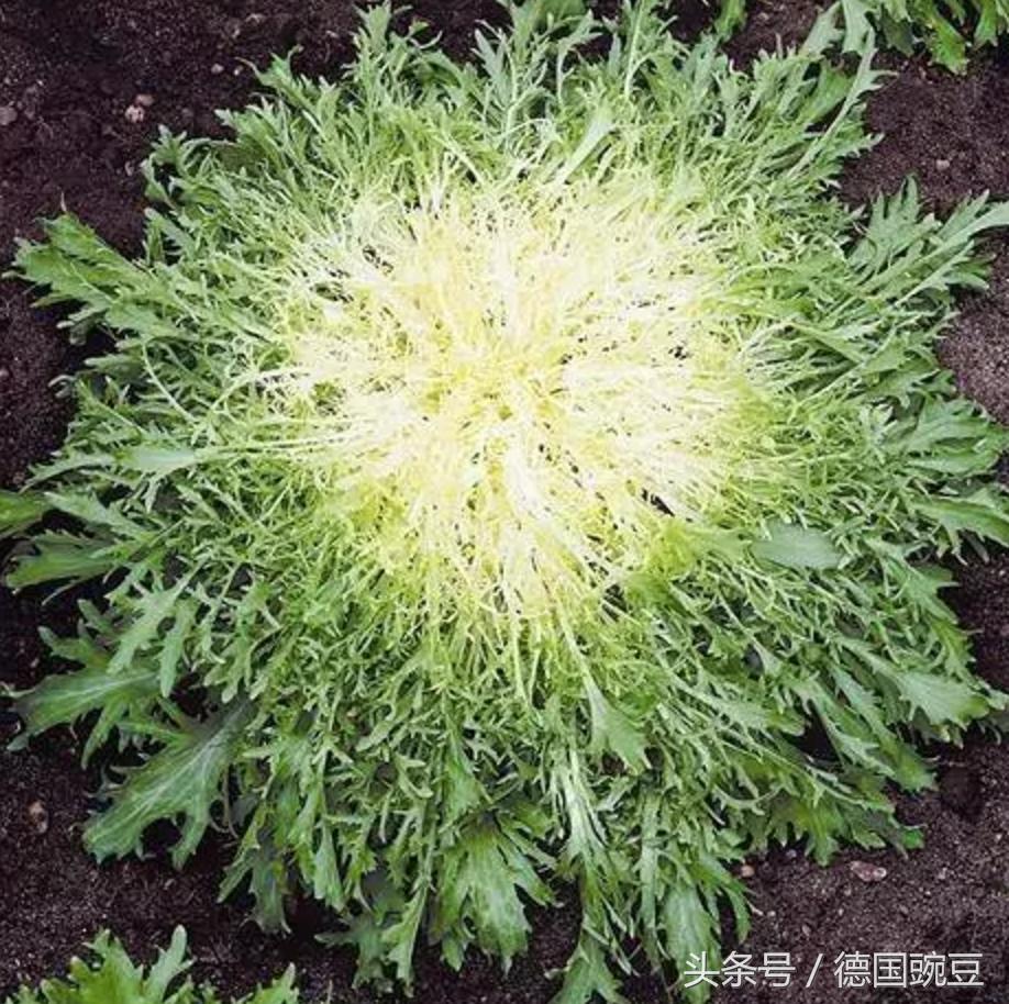 绿叶蔬菜菊苣,菊苣是一种很少见的蔬菜