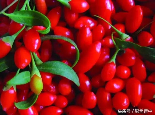 枸杞的功效作用搞笑视频,枸杞神奇功效与作用点是什么呢