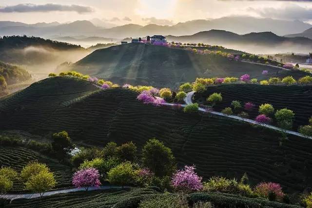 漳平茶山樱花,漳平樱花园景点