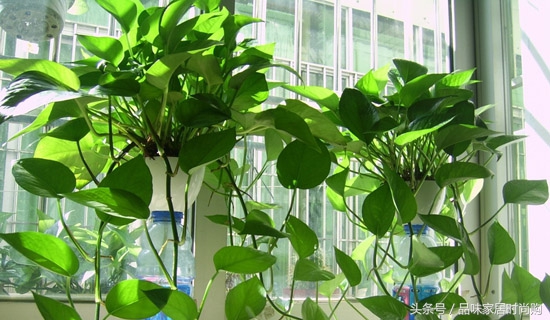 遗憾没有阳光?背阴阳台也能打造幽静绿色花园