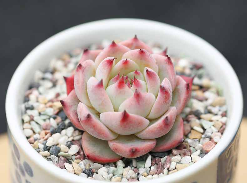 多肉修根用什么土好养活,多肉修根上盆多久可浇水