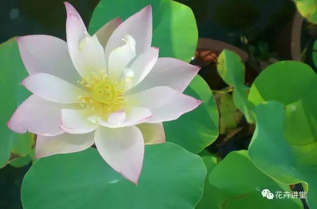 相似的花儿又来了,今天我们来认识它们