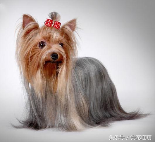 狗狗什么时候才不掉毛,不掉毛的狗狗100种